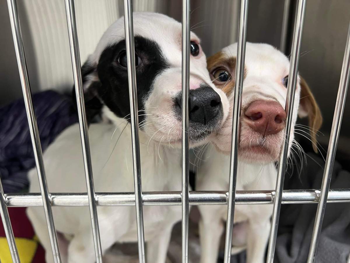 Two of the rescued puppies