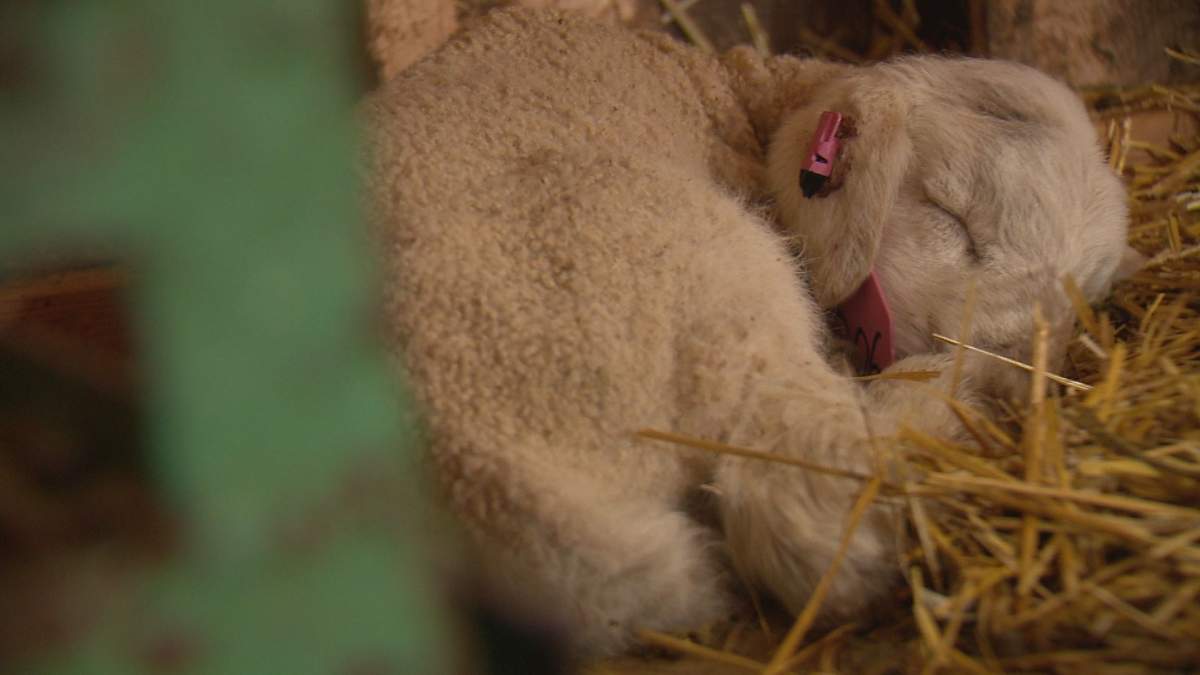 Sheep are just one of the many animals Josef Buttigieg and his family raise on their farm.