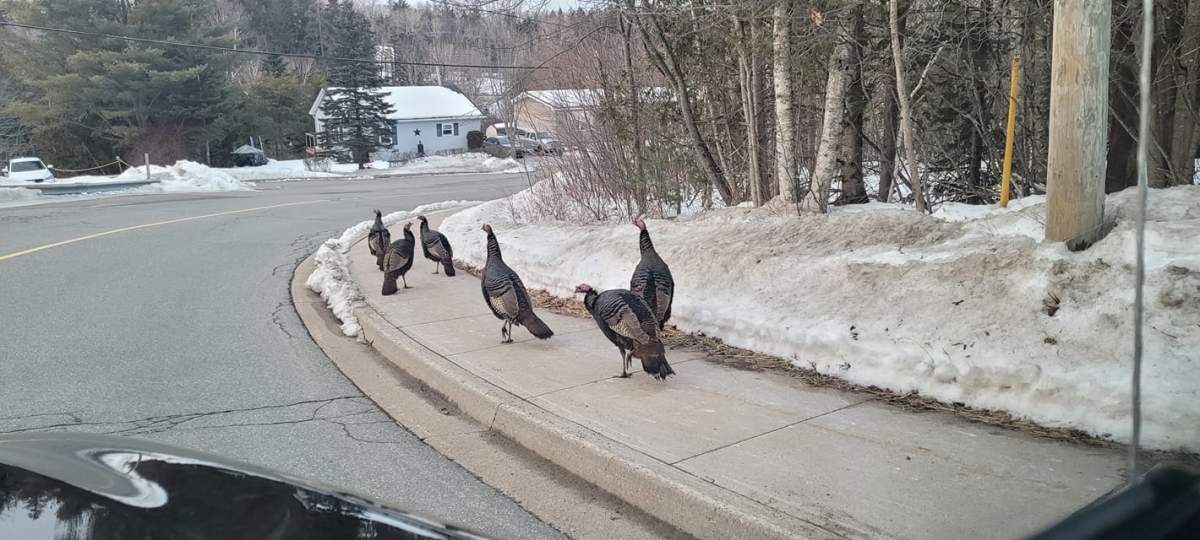 The flock of turkeys are often seen casually roaming the streets of Grand Bay-Westfield.