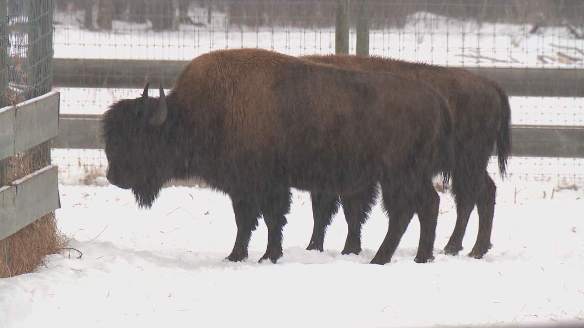 Bison Research facility at Elk Island near Edmonton