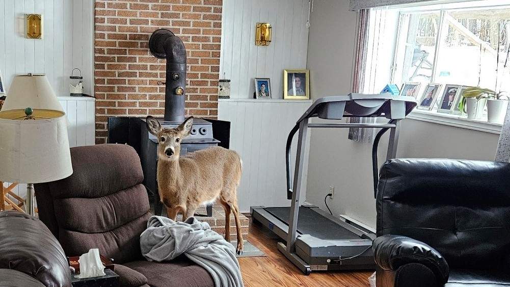 A deer broke through a window into a Hampton, N.B., home Wednesday, leaving a trail of destruction.