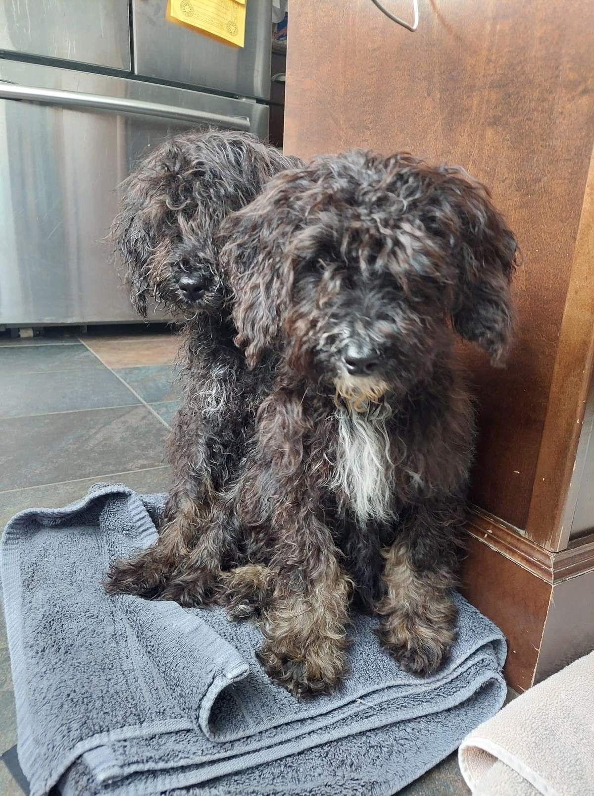 Puppies rescued from alleged puppy mill.