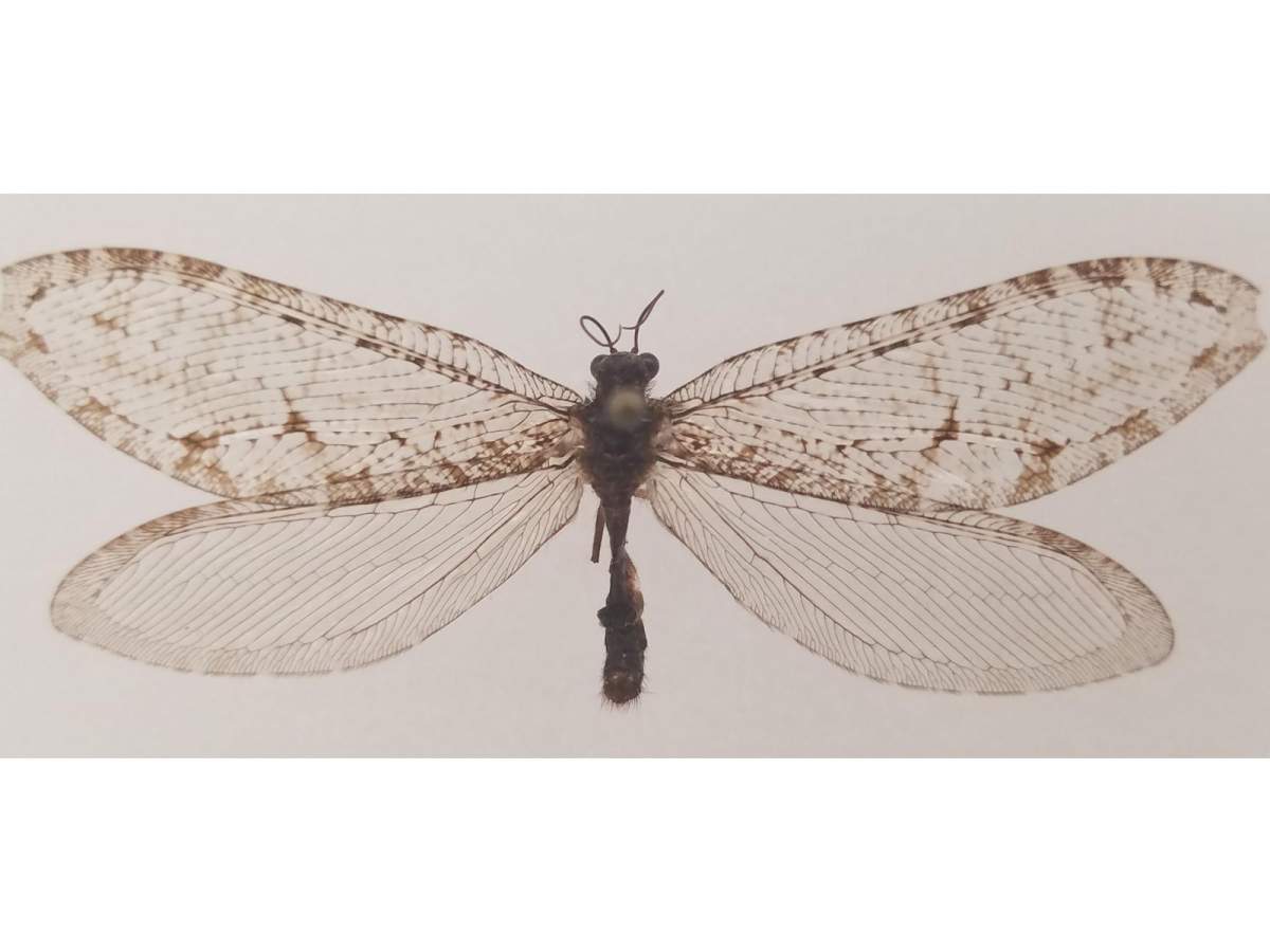 This Polystoechotes punctata or giant lacewing was collected in Fayetteville, Arkansas in 2012 by Michael Skvarla, director of Penn State’s Insect Identification Lab. The specimen is the first of its kind recorded in eastern North America in over fifty years – and the first record of the species ever in the state.  
