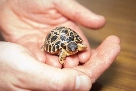 One of the newest members of the Pickles family.