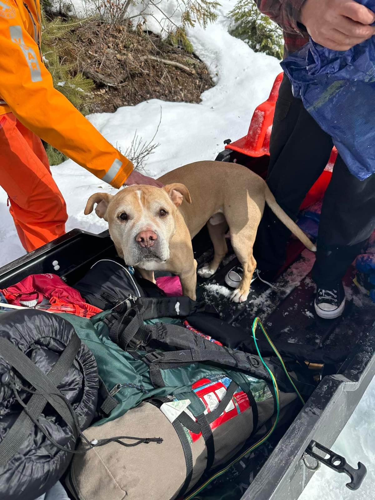 VSAR rescued three missing hikers and a dog Saturday afternoon.