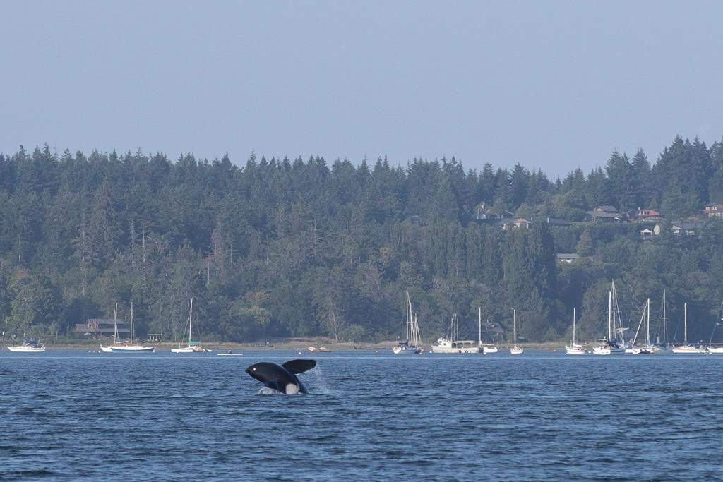 A lone killer whale breaks the water in a Comox, B.C., harbour on Tuesday July 31, 2018.