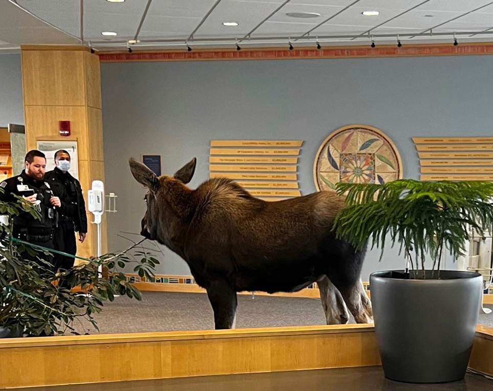 Another photo of the moose standing inside the medical building in Anchorage, Alaska.