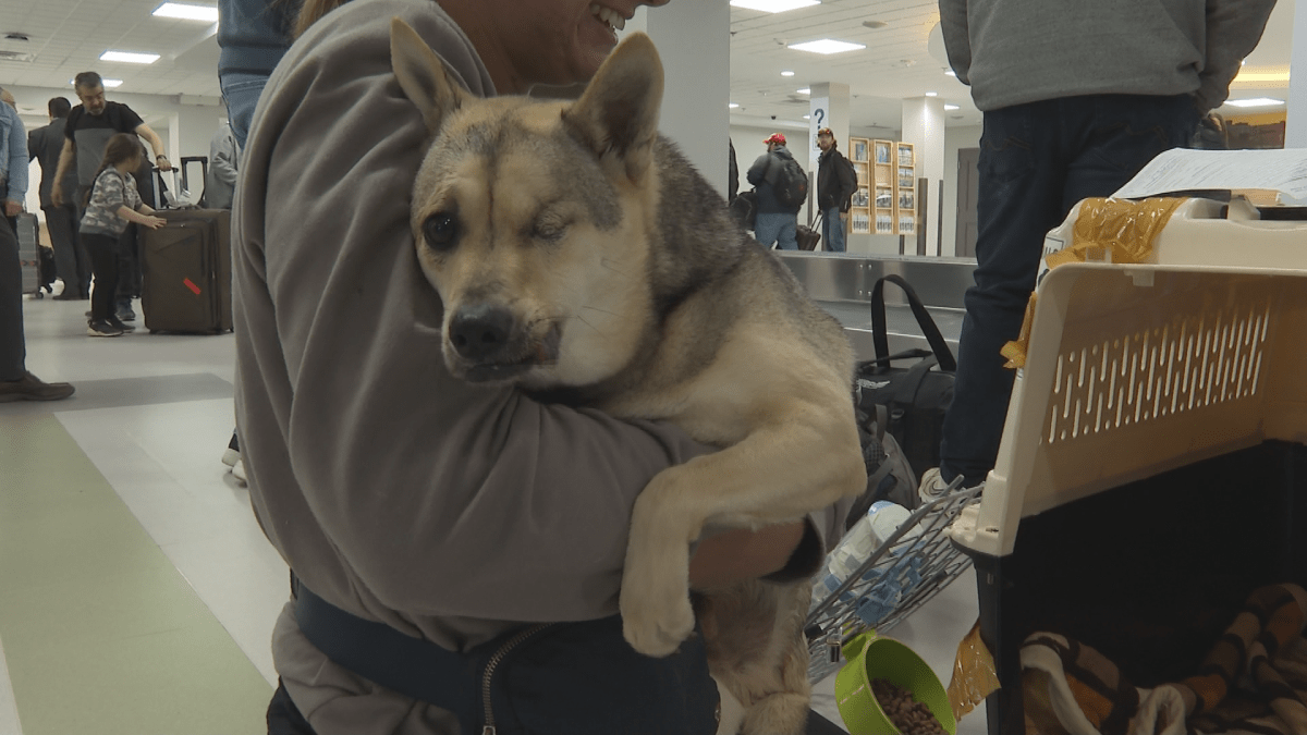 Captain and his owner have flown 40 hours to return to Fredericton.