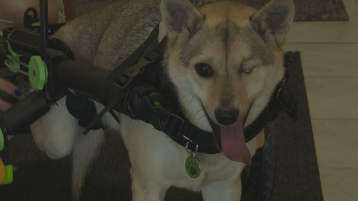 He has been through a lot including losing one eye and one of his hind legs, but that doesn’t dampen his curiosity or spirit.