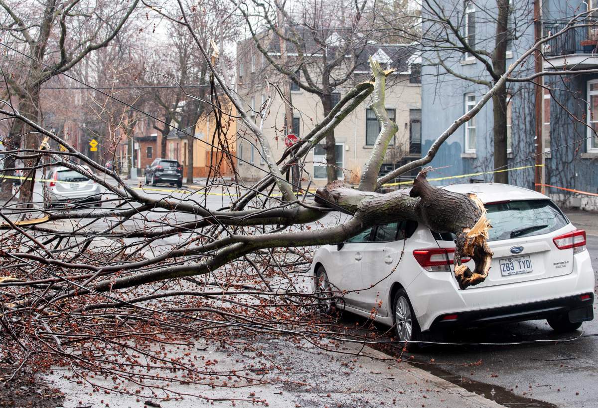 A fallen tree is shown on a care following an ice storm in Montreal on Thursday, April 6, 2023.