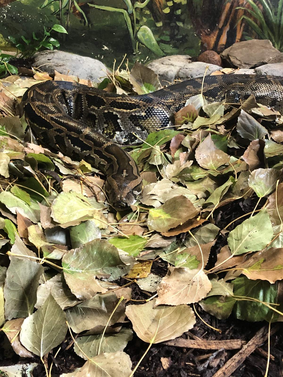 Lucy the Burmese python at Edmonton Valley Zoo.