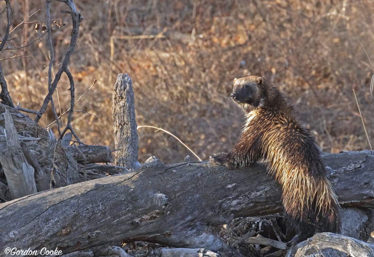 A wolverine photographed just outside of Calgary on April 15, 2023.