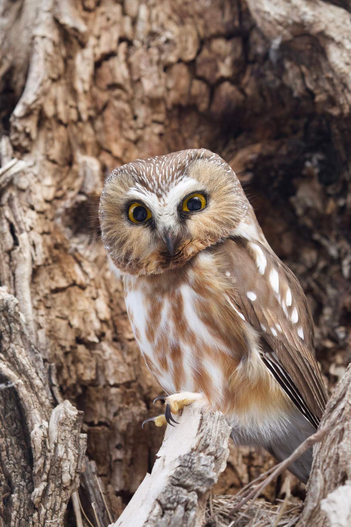 A northern saw-whet owl looks curiously at his photographer.