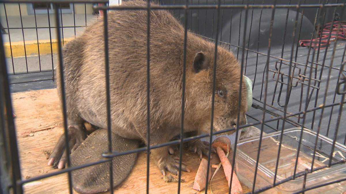 Another view of the beaver.
