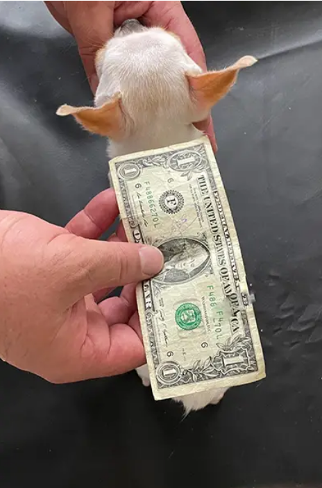 Pearl with a dollar bill held above her back.