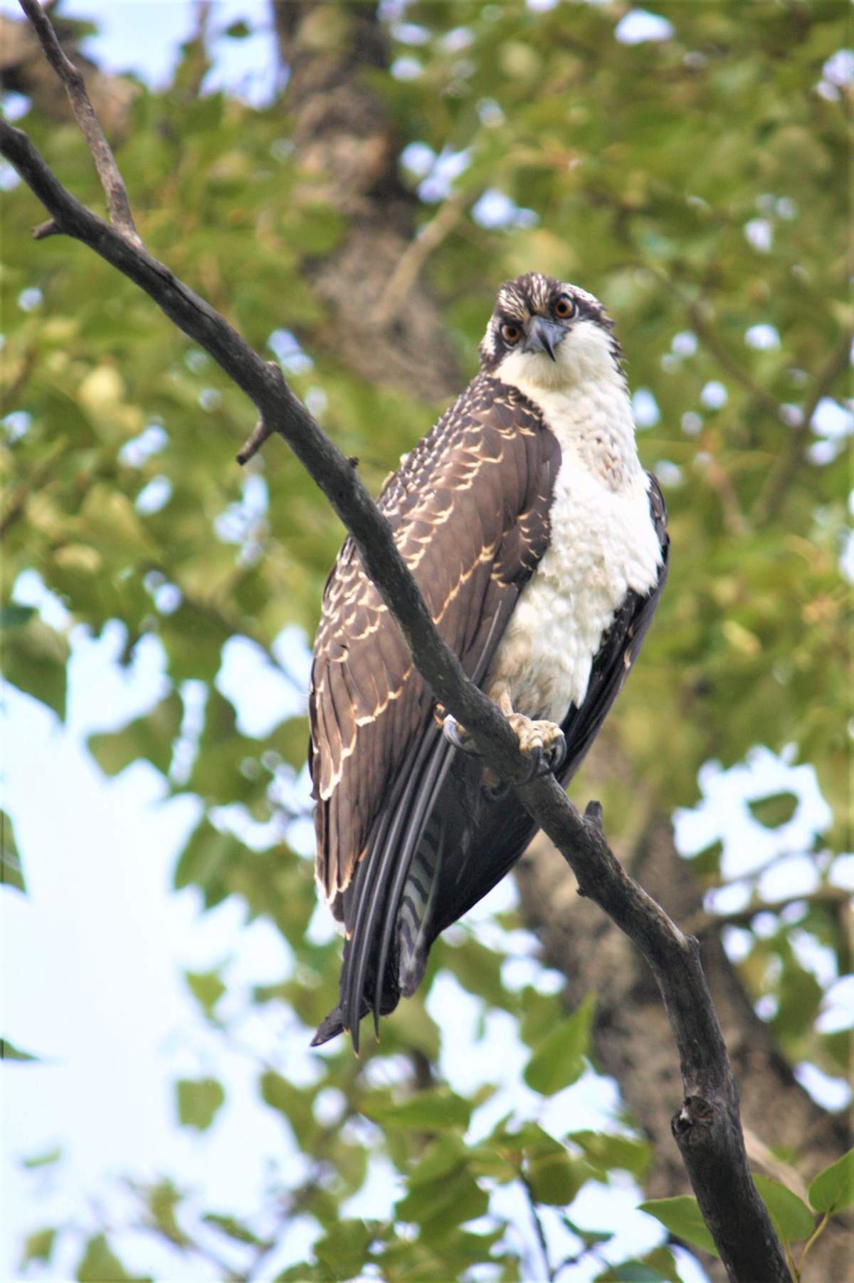 An Osprey in its natural habitat on St. Patrick’s Island, Calgary.