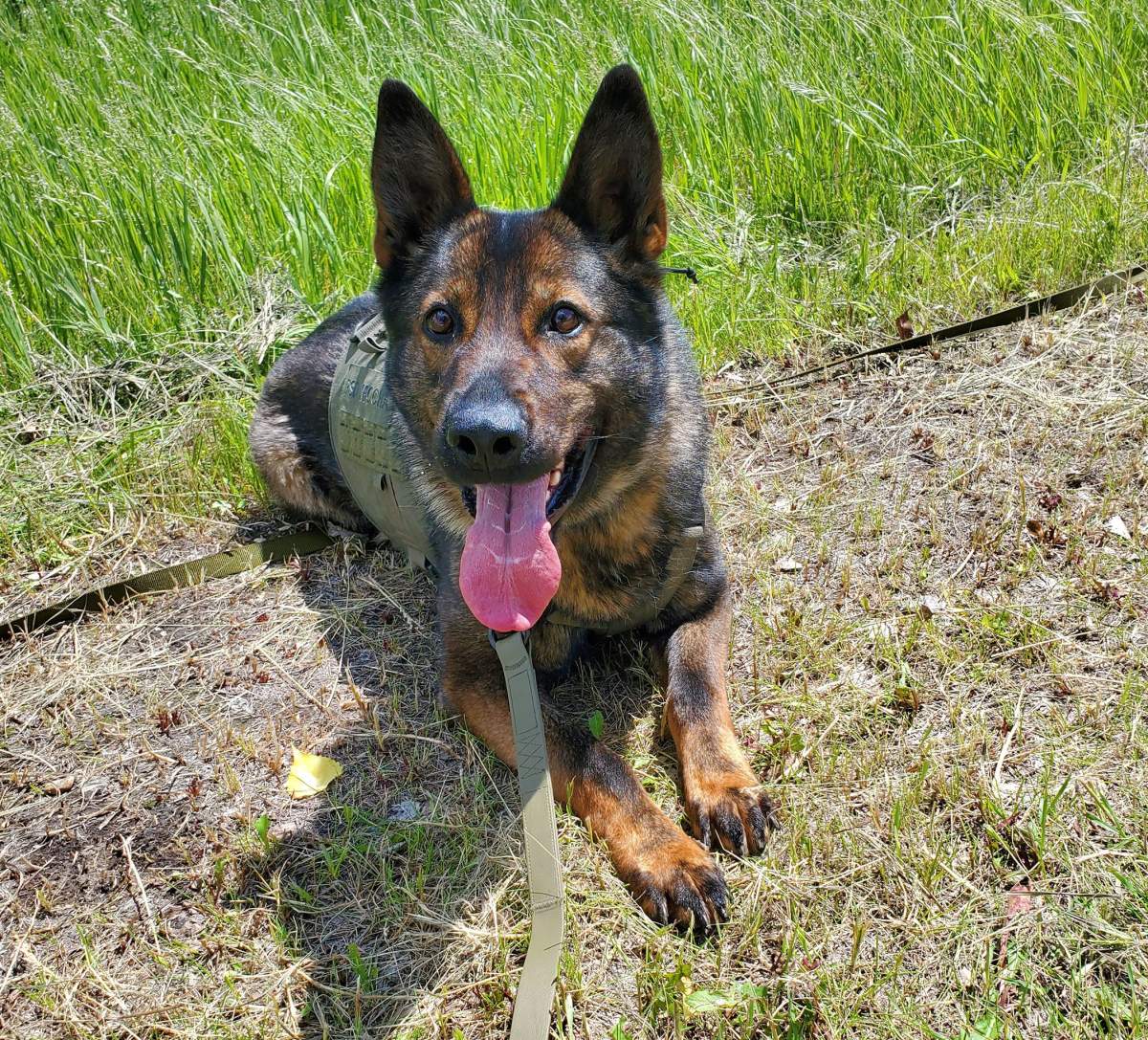 Police dog Mocha.