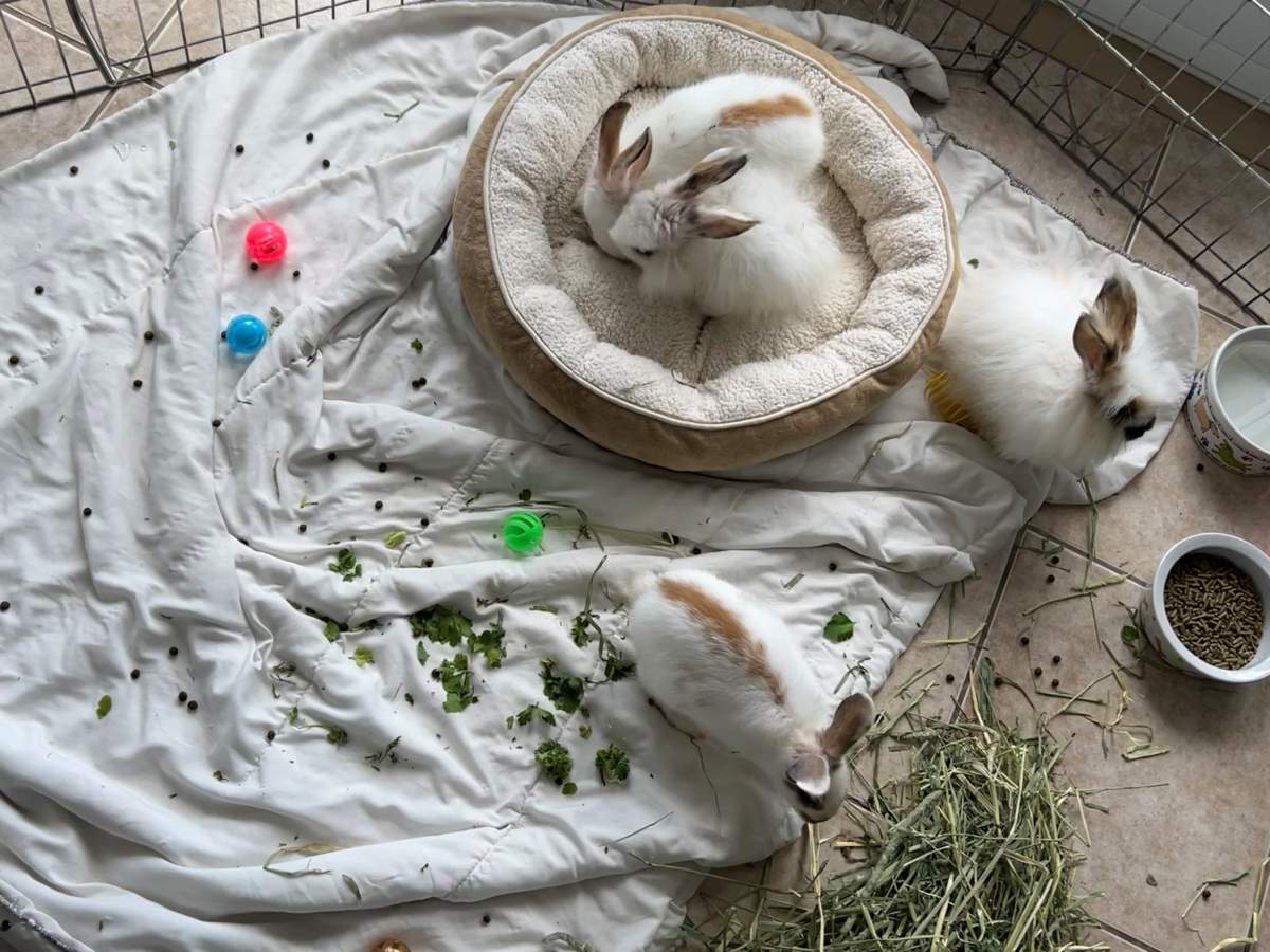Anyone with information about the abandoned rabbits is asked to call the Nova Scotia SPCA.