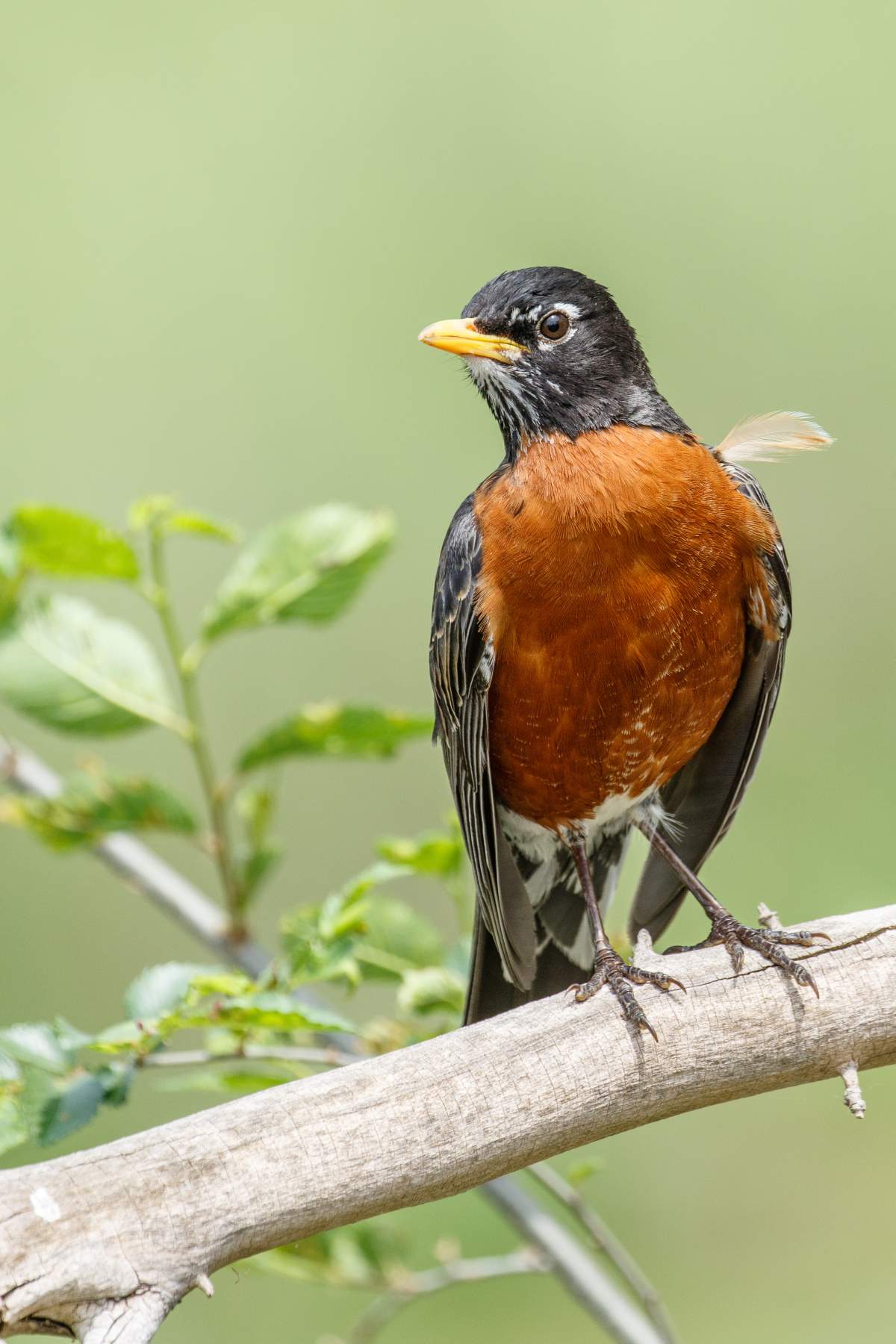 A Robin perched on a branch.