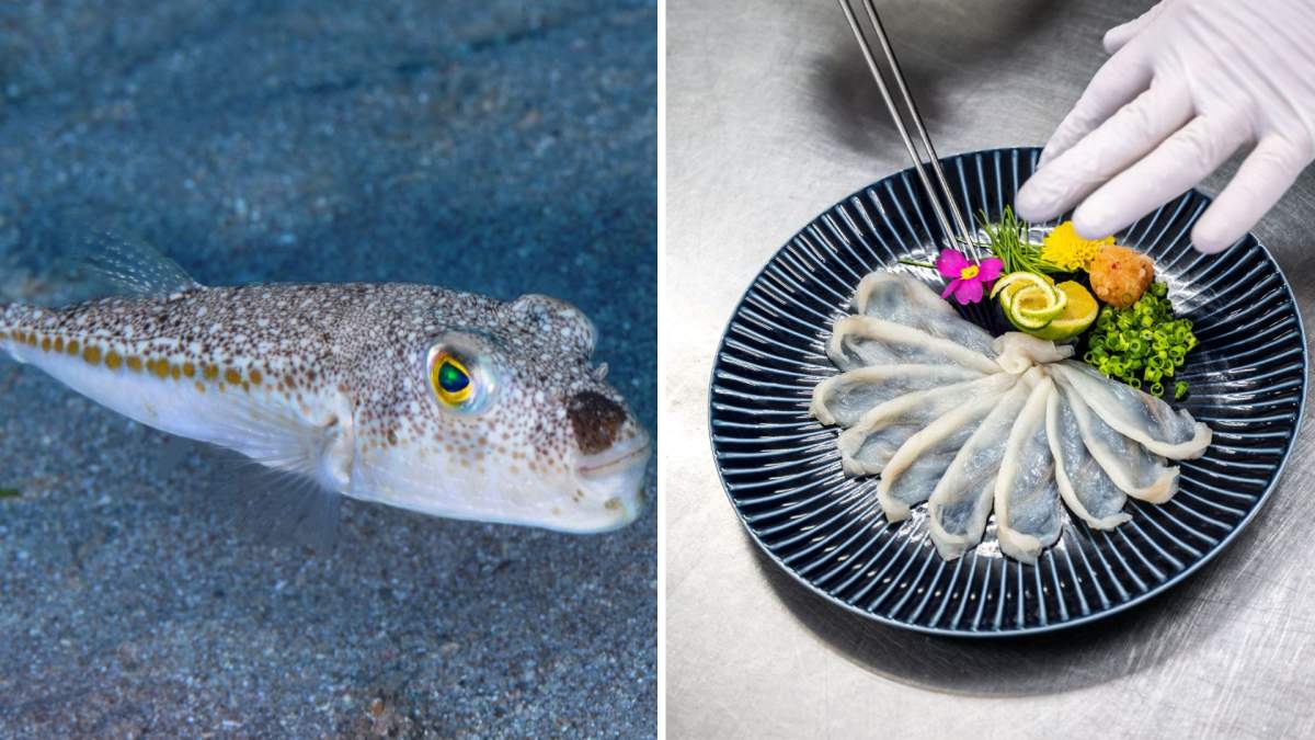 A split photo. On the left is a pufferfish. On the right is pufferfish, or 'fugu,' sashimi.