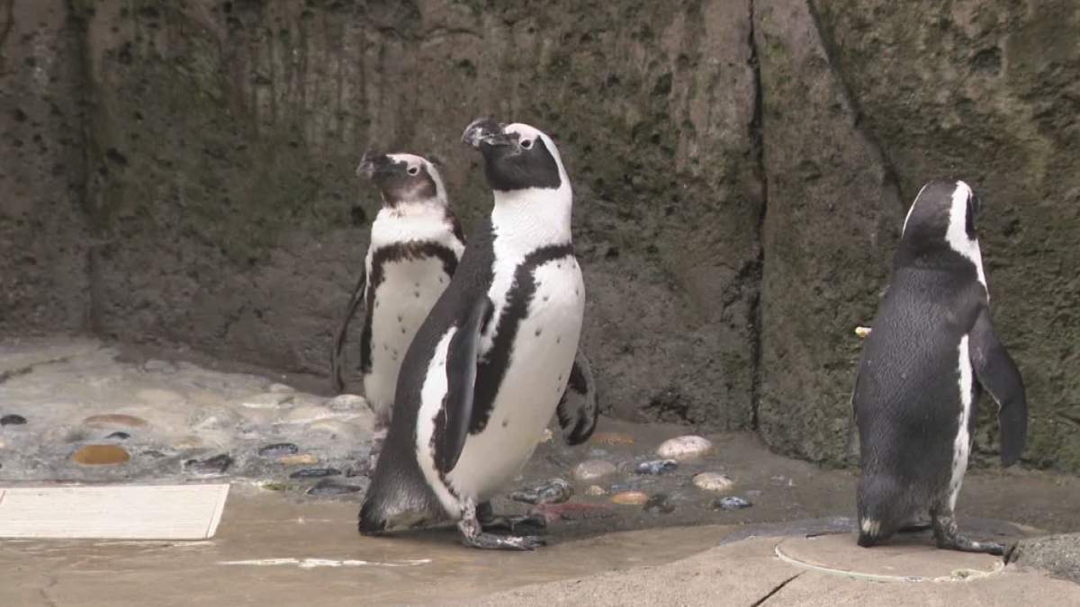 Vancouver penguins