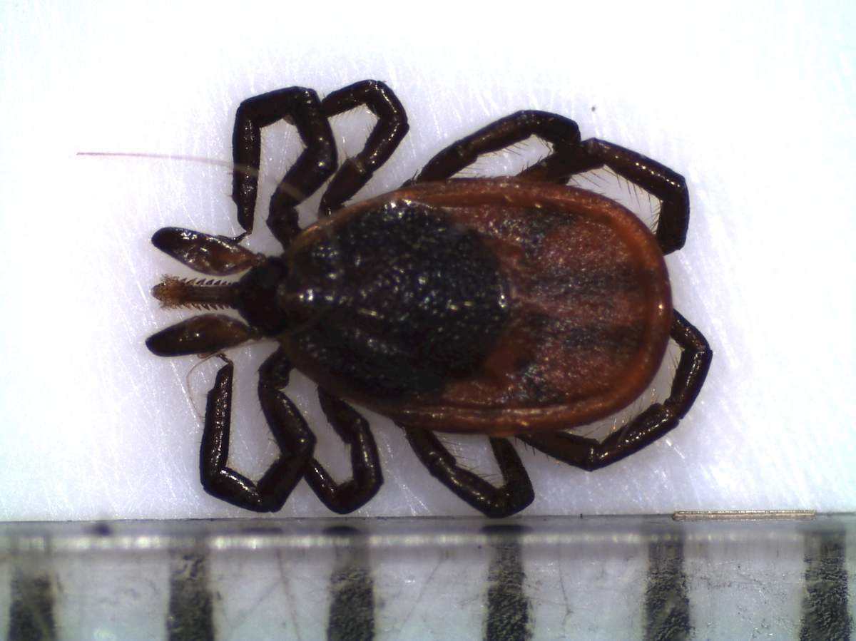 Blacklegged tick.