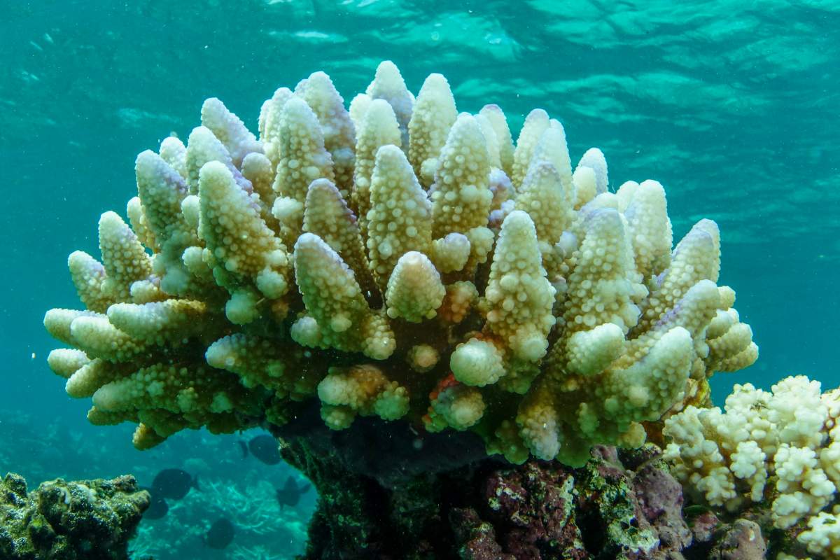 A section of bleached coral is white and yellow against turqouise water.