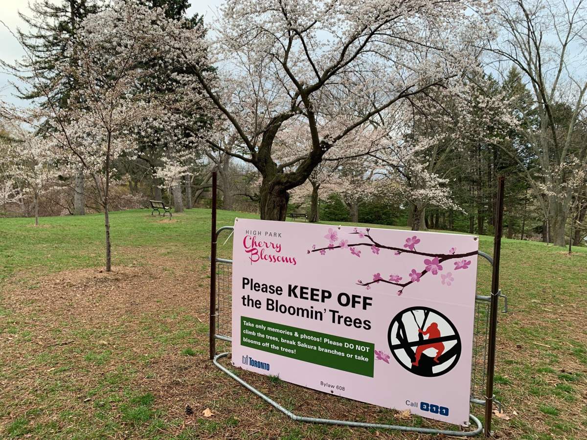 Cherry blossoms begin to bloom at Toronto’s High Park on April 20, 2023.