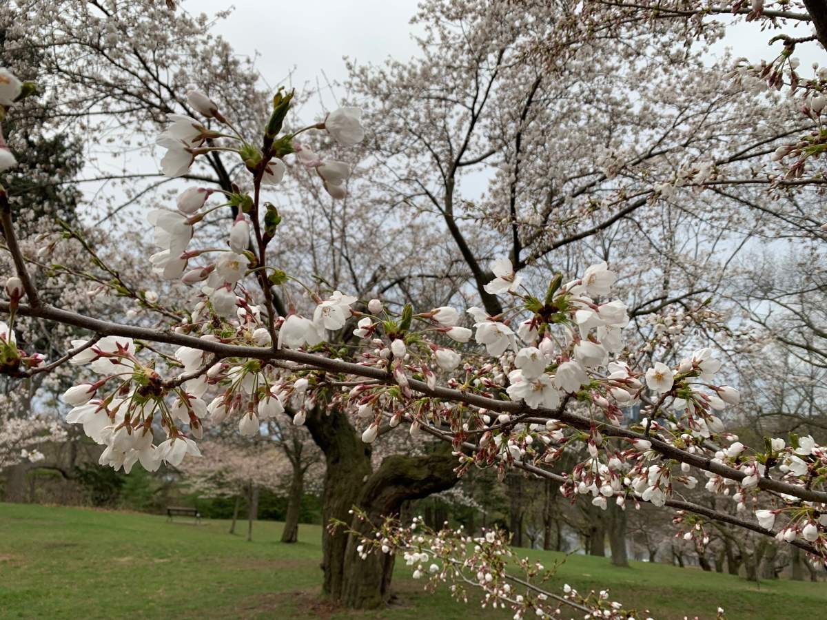 Cherry blossoms begin to bloom at Toronto’s High Park on April 20, 2023.