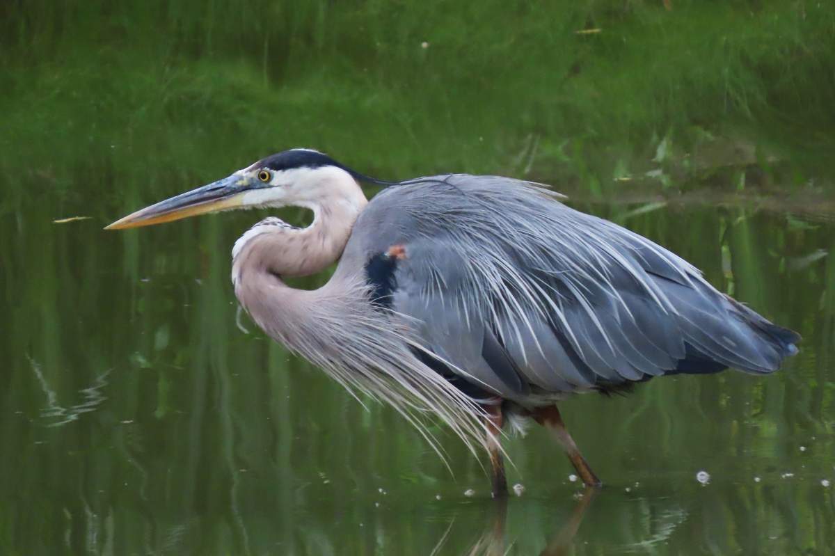 A Great Blue Heron