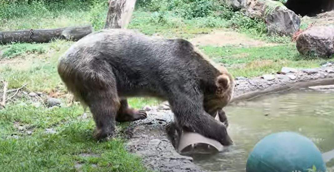 Samson the Grizzly Bear.