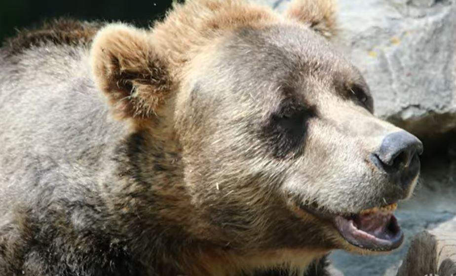 Samson the Grizzly Bear.