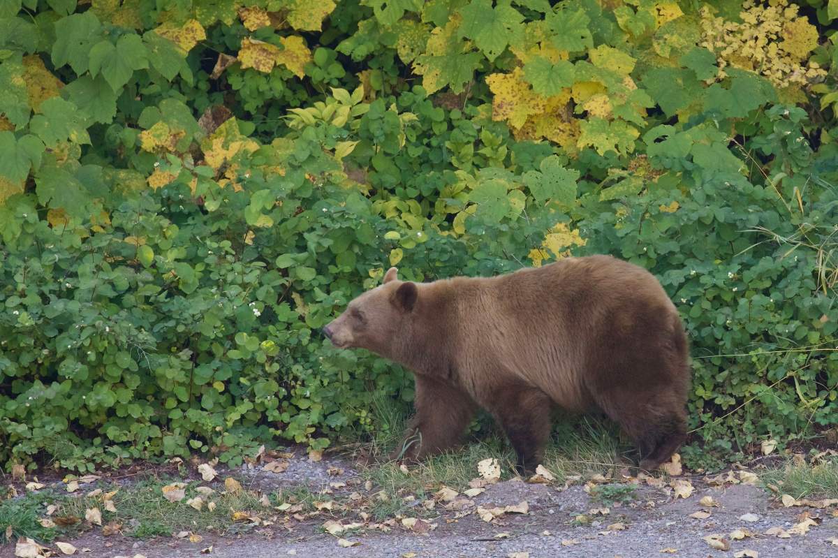 A brown bear walks along a lush patch of forest.