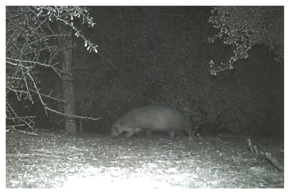 Photo of an unidentified animal walking through the Rio Grande Valley at night, posted by Texas Park and Wildlife officials in an April 6, 2023 post.