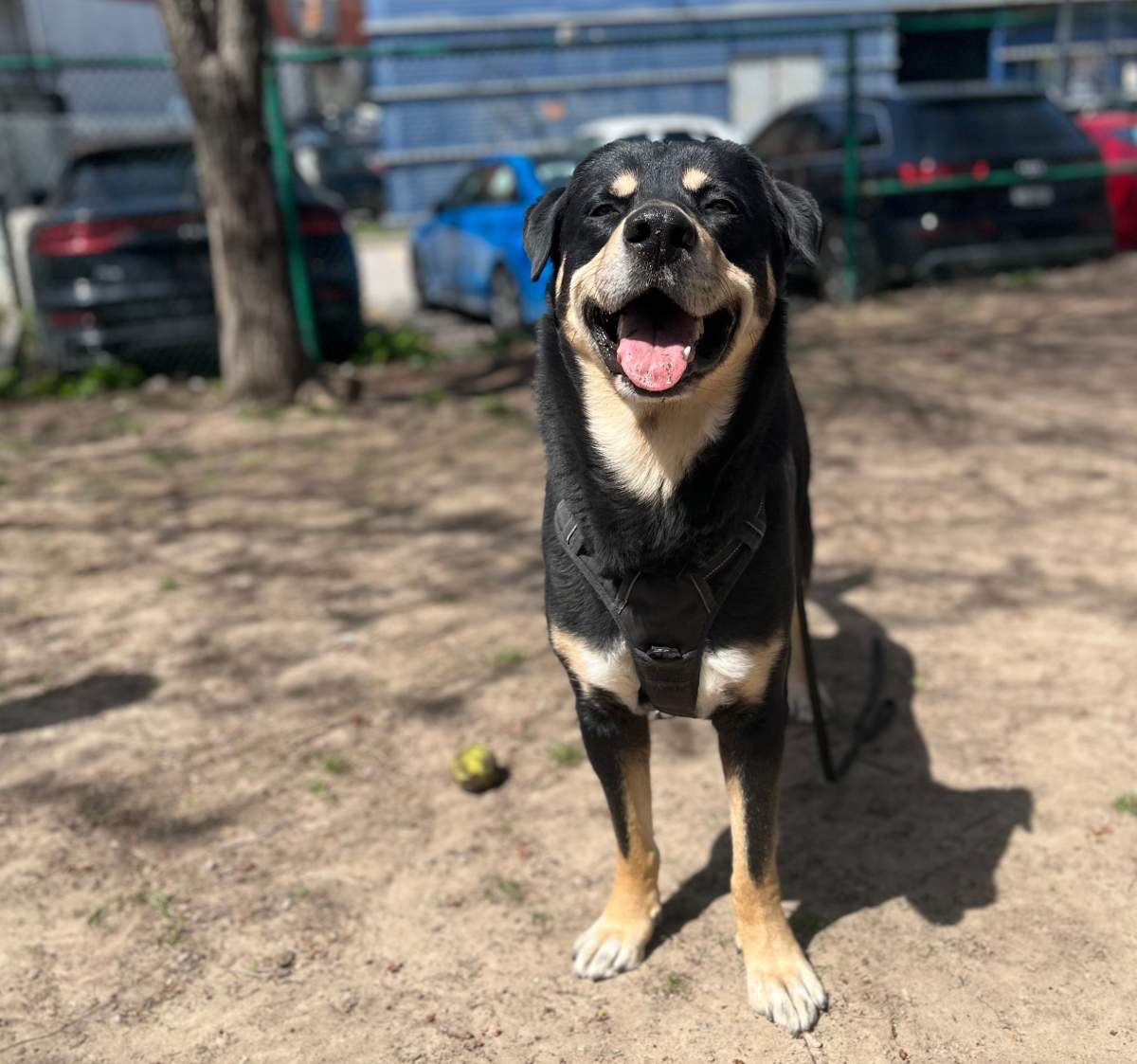 A photo of Max.