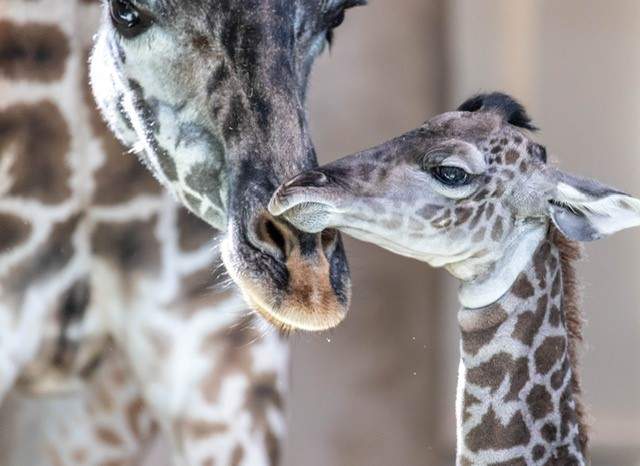 Masai giraffe ‘Emara’ welcomed a calf in October 2019 at the Calgary Zoo.