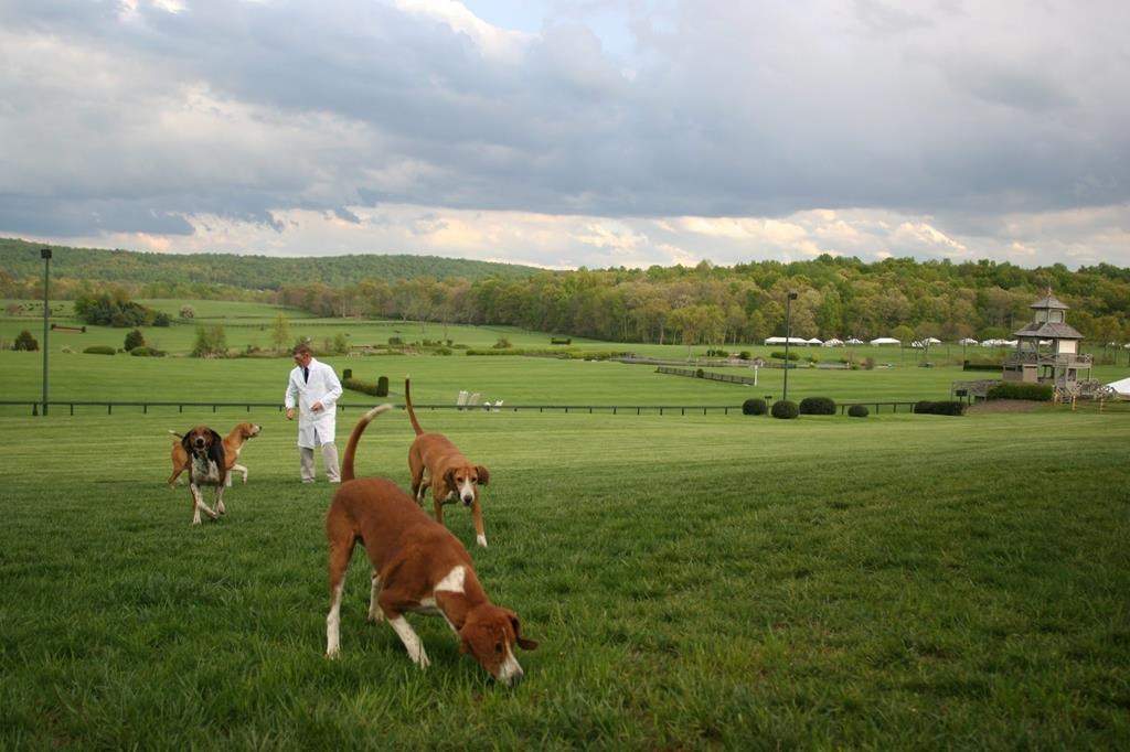 A huntsman exercises foxhounds on a field in The Plains, Va. in a 2005 file photo. Ontario wants to expand a licensing regime that allows residents to unleash dogs in an enclosed area to teach them how to hunt captive coyotes, foxes and rabbits. 