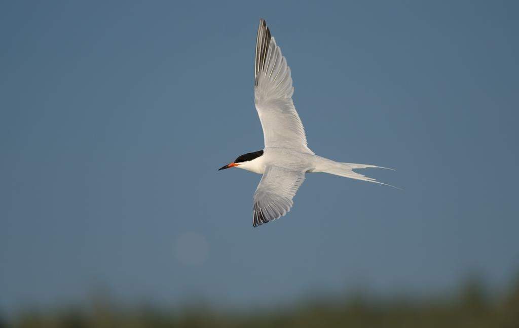 A roseate tern is seen in flight at North Brother Island, N.S., in a July 29, 2020, handout photo. There are worries about the potential effect a 13-turbine wind farm may have on the endangered roseate tern and other birds, as the province gives a green light to the Nova Scotia project.