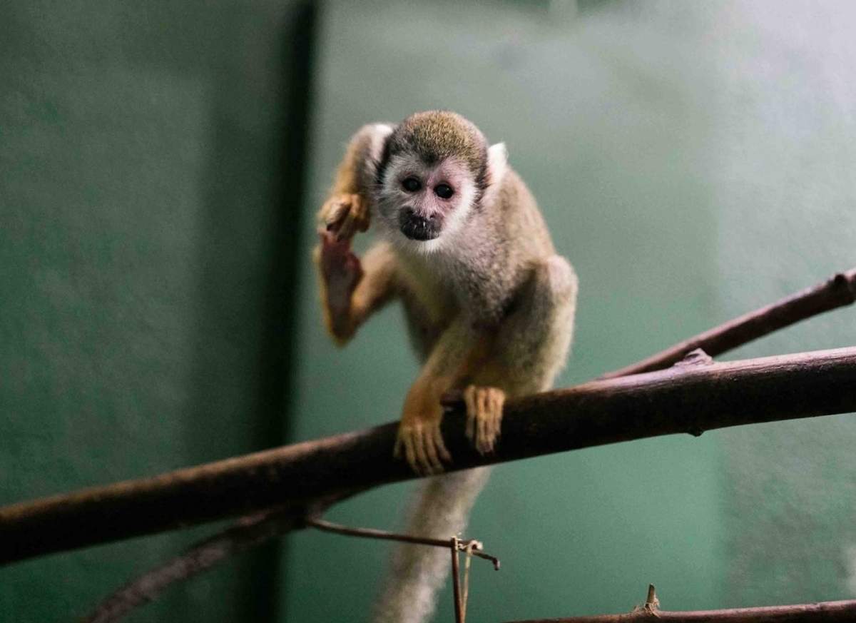 A money in the primate building at the Riverview Park and Zoo in Peterborough. A fire broke out in the building on May 8, but no animals were injured.