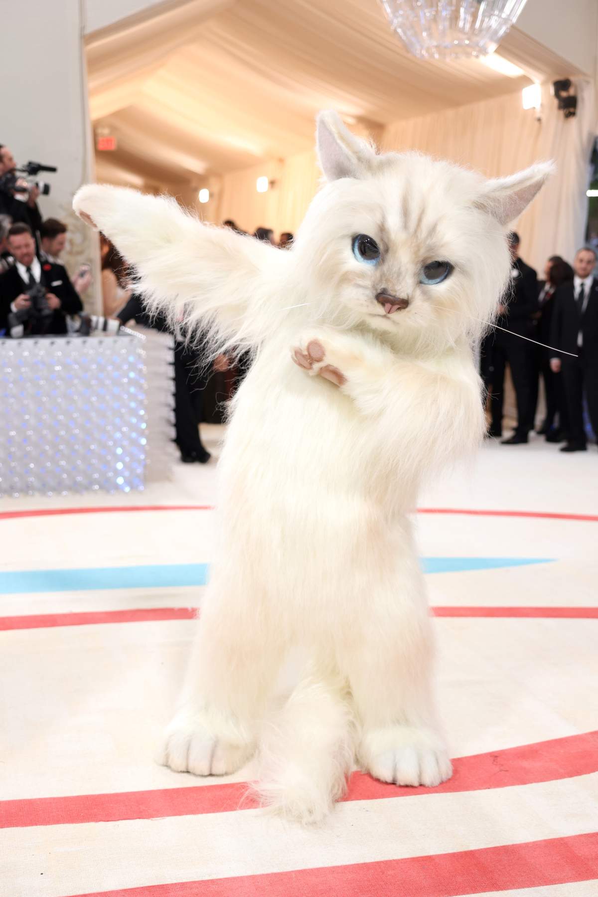 Jared Leto cannot be seen wearing a full body fur cat costume. He is dabbing in the picture.