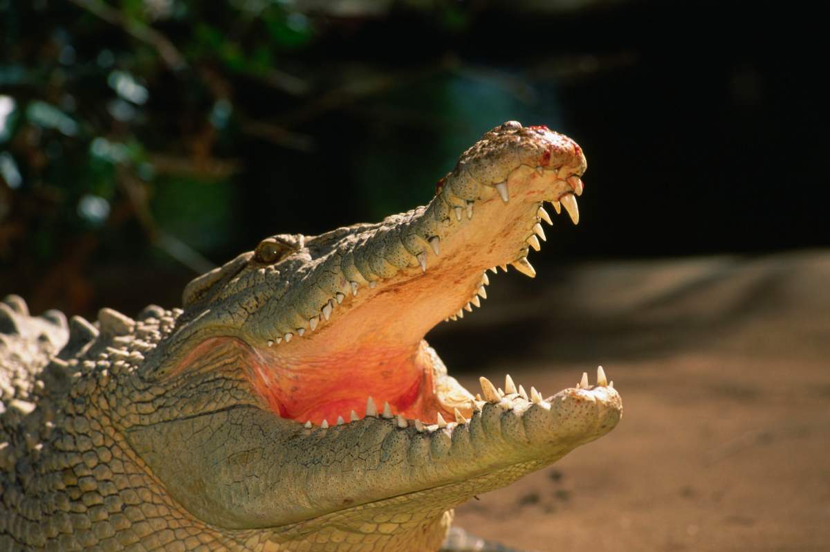 A crocodile.
