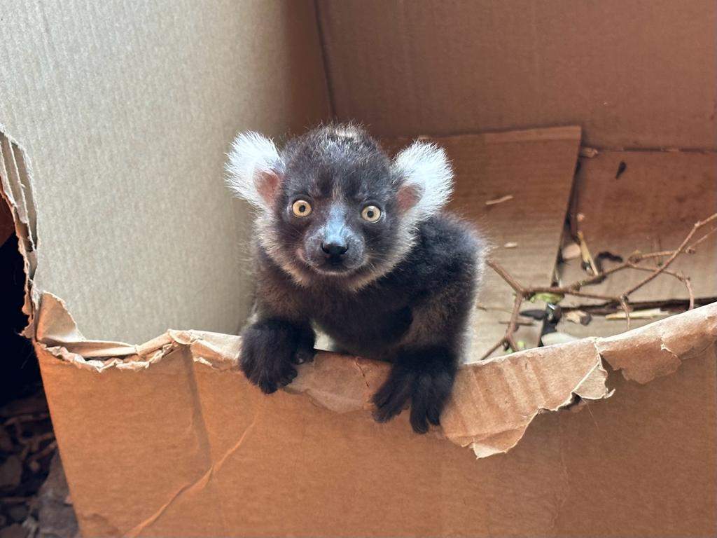 The black-and-white ruffed lemur is registered among the 25 most endangered primates in the world due mostly to habitat loss and hunting.