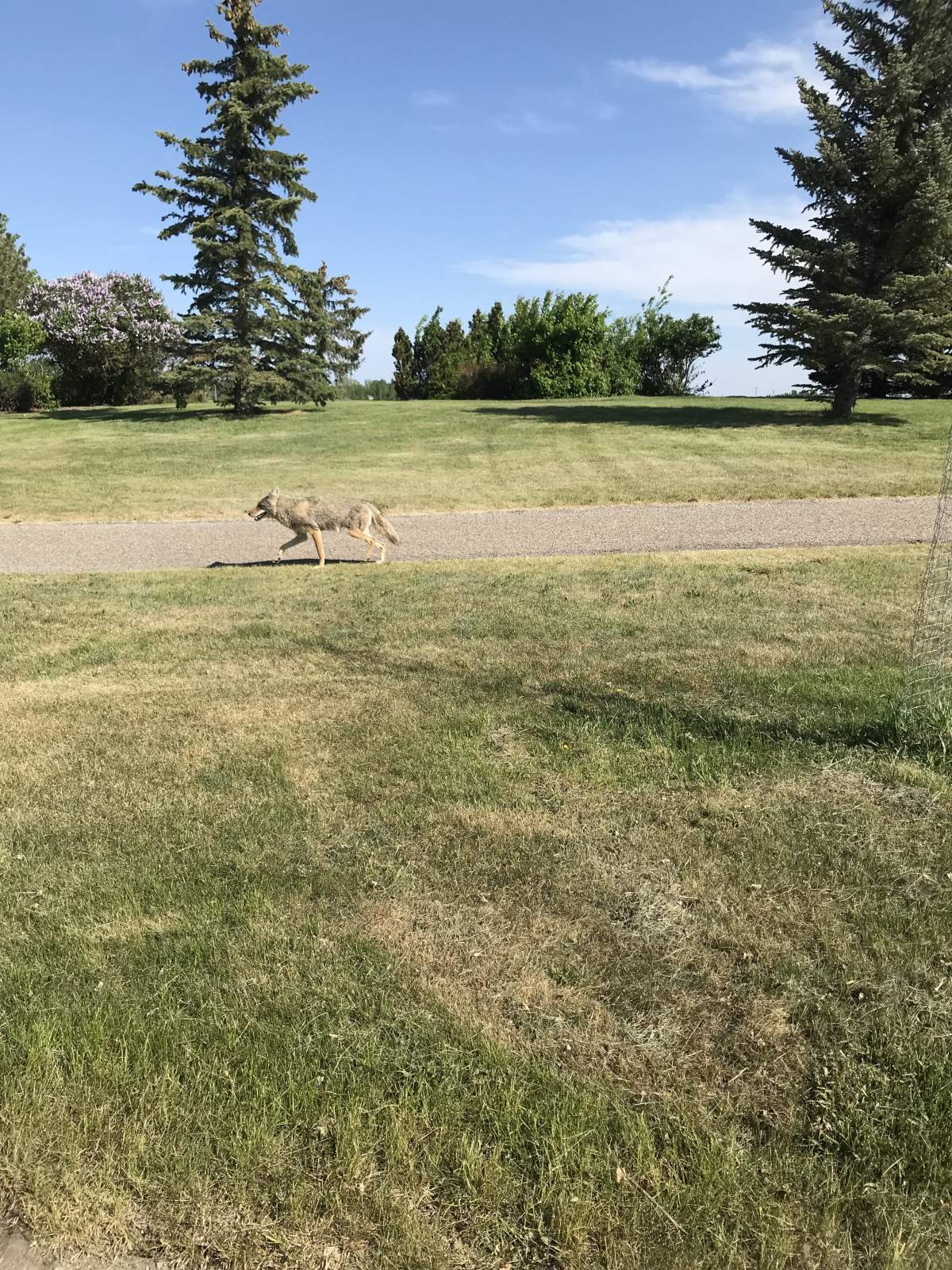 A coyote pictured in Lethbridge.