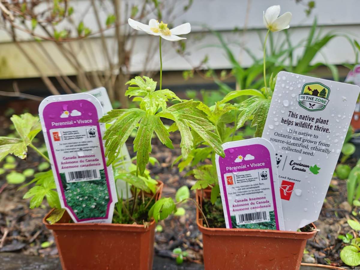 Two plants for sale with a sign showing they are native through Loblaw and WWF Canada's In the Zone partnership.