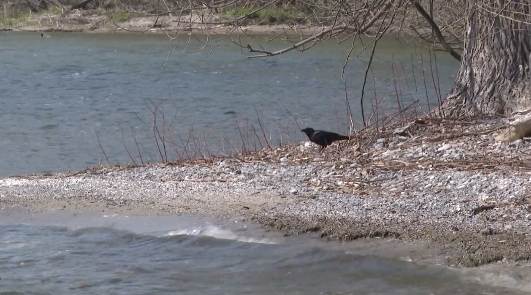 A flood watch has been issued for sections of Lake Ontario from Grafton, Ont., to Quinte West.
