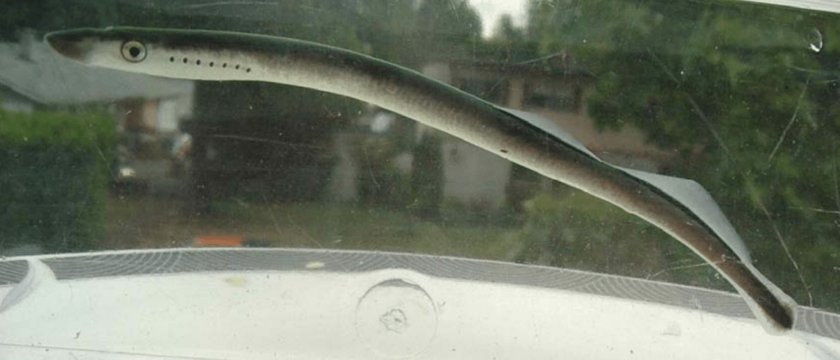 The Morrison Creek lamprey is seen in spring of 2005.