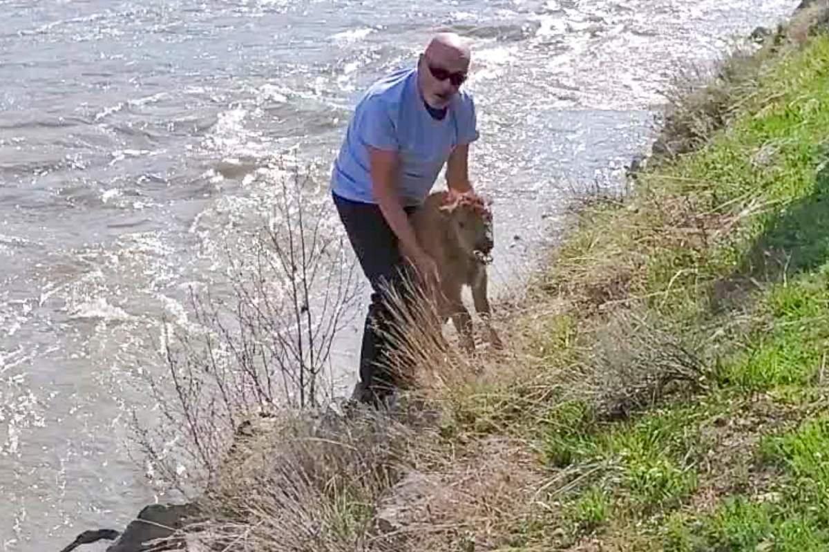 A man holding a bison calf beside water.