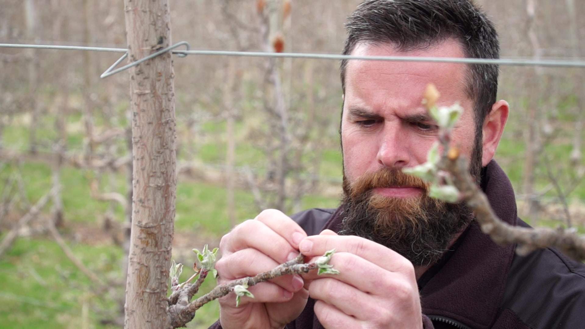 Chris Pagliocchini grew up among these orchards. Now he works with Tyler Harlton producing Ones, Canada’s only non-alcoholic wine made from B.C. grapes.
