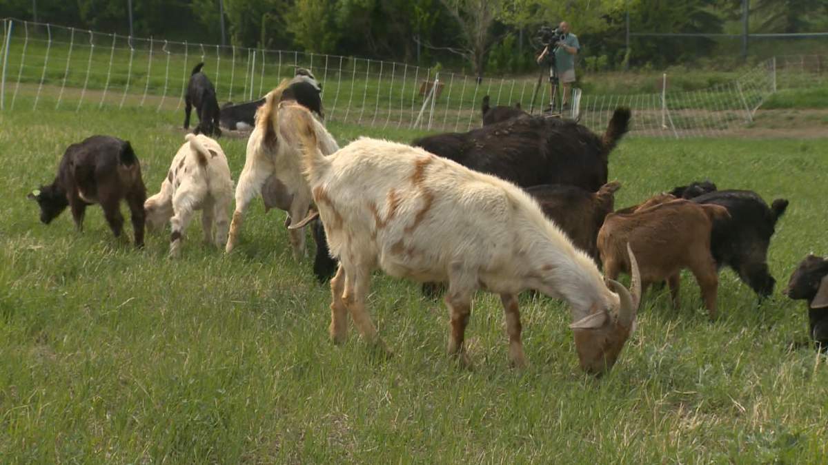 Goats are grazing at Wascana Centre as part of a PCC project.