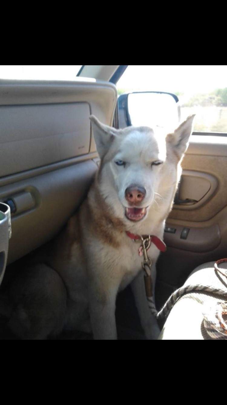 Calgary woman searches for stolen pup’s ashes as vehicle thefts rise - image